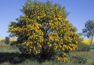 Acacia sp.1