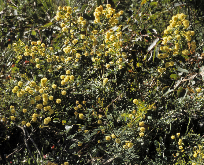 Acacia pulchella