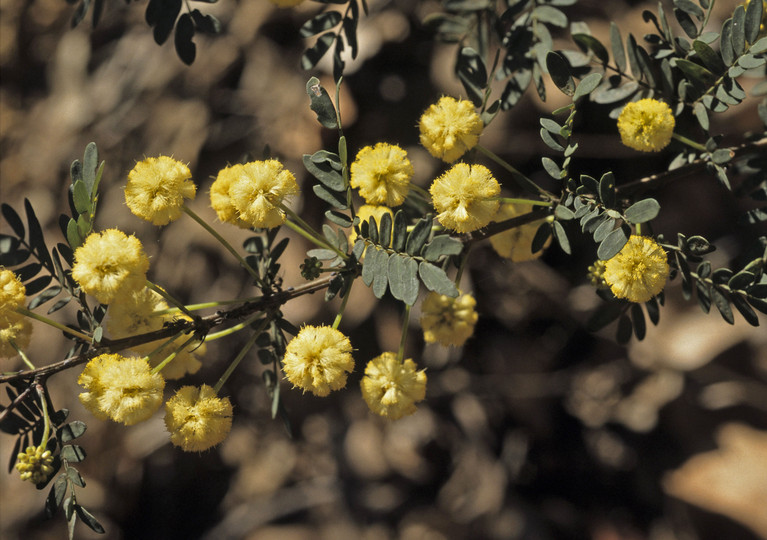 Acacia pulchella