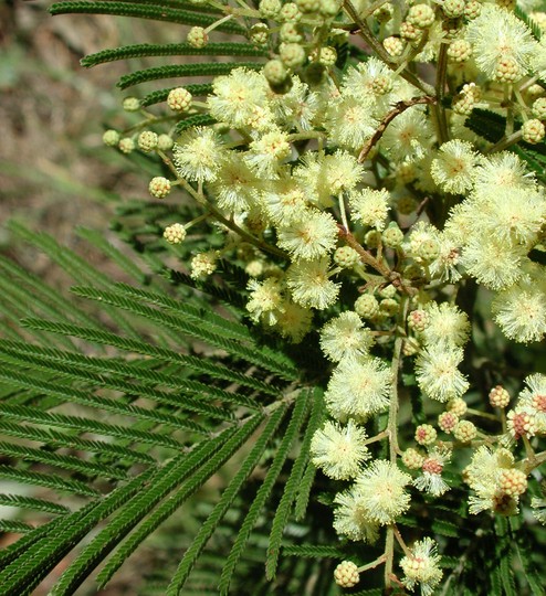 Acacia mearnsii