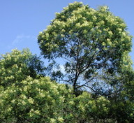 Acacia mearnsii