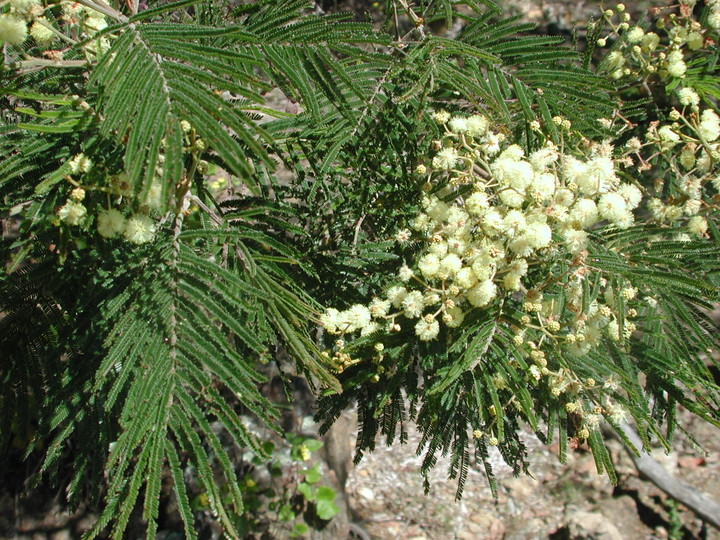 Acacia mearnsii