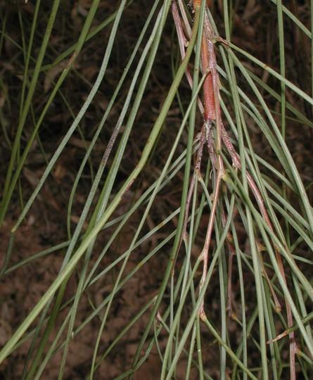 Acacia stenophylla