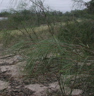 Acacia stenophylla