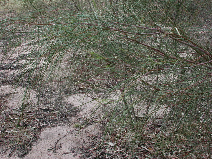 Acacia stenophylla