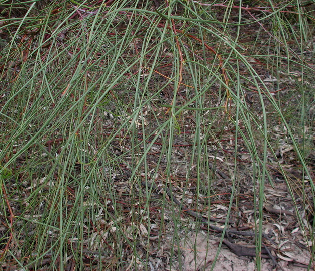 Acacia stenophylla