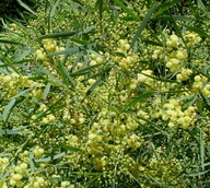 Acacia retinodes