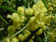 Acacia retinodes