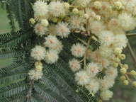 Acacia sp.2