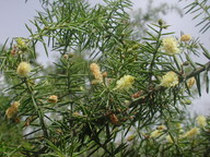 Acacia sp.3