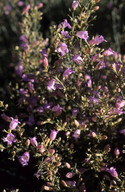 Eremophila sp.