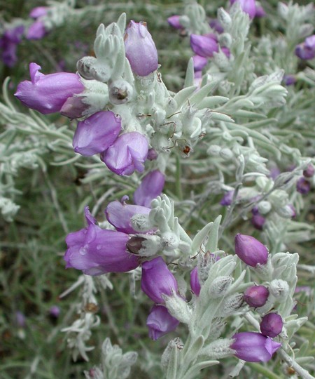 Eremophila nivea