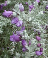 Eremophila nivea