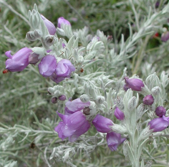 Eremophila nivea