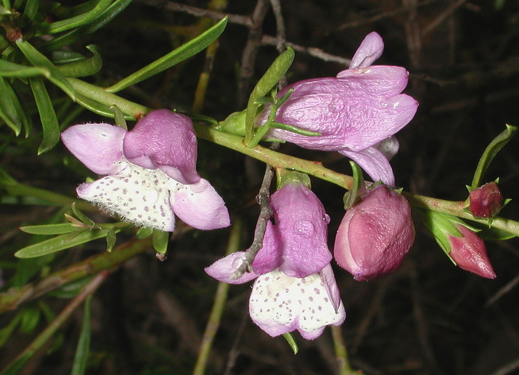 Eremophila divaricata