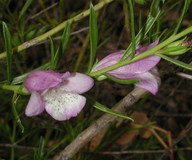 Eremophila divaricata