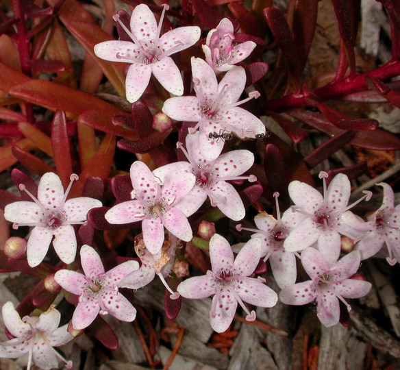 Myoporum parvifolium