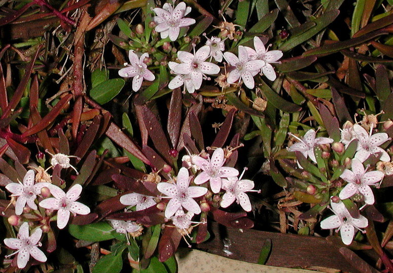 Myoporum parvifolium