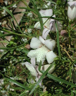 Eremophila bignoniflora