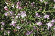 Eremophila bignoniflora