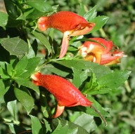 Eremophila denticulata