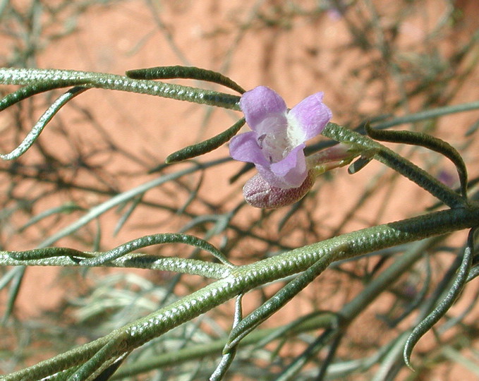 Eremophila scoparia