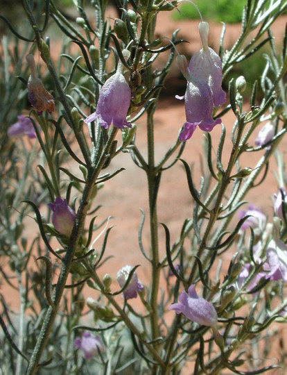 Eremophila scoparia