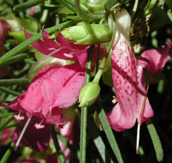 Eremophila alternifolia