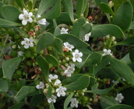 Myoporum insulare