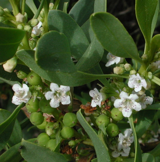 Myoporum insulare