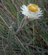 Myriocephalus stuartii?