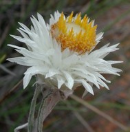 Myriocephalus stuartii?