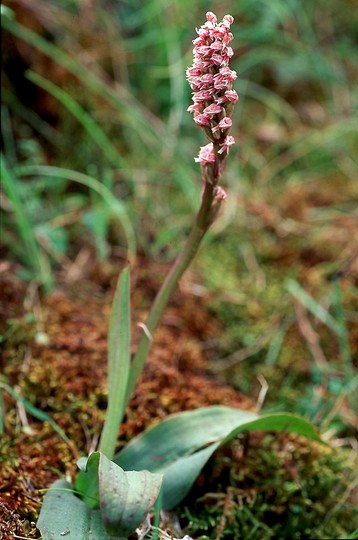 Neotinea intacta