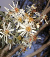 Olearia sp.