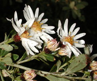 Olearia sp.