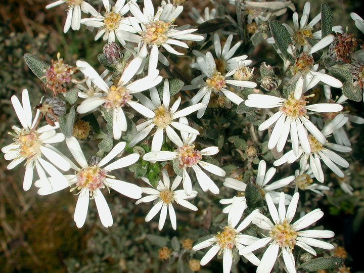 Olearia sp.