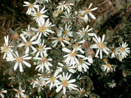 Olearia sp.