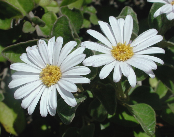 Olearia tomentosa