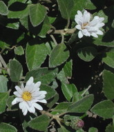 Olearia tomentosa