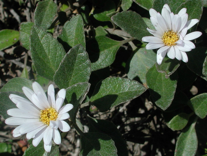 Olearia tomentosa