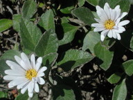 Olearia tomentosa