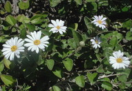 Olearia tomentosa