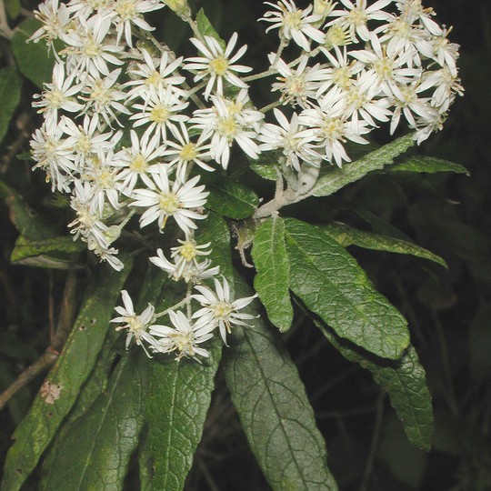 Olearia lirata?