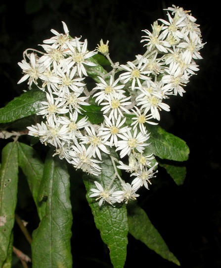 Olearia lirata?