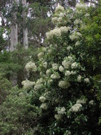 Olearia argophylla