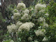 Olearia argophylla