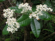 Olearia argophylla