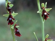 Ophrys insectifera