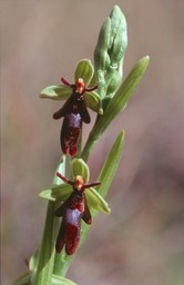 Ophrys insectifera