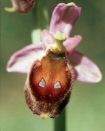 Ophrys crabronifera